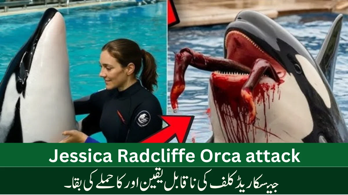 ""Jessica Radcliffe Orca attack shows rare killer whale aggression and survival at sea in a shocking marine life encounter."Orca attack shows rare killer whale aggression and survival at sea in a shocking marine life encounter."