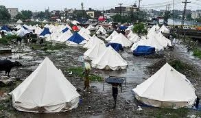 Human and Animal Impact by punjab flood
