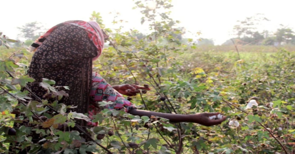 cotton zones hit hard by recent floods